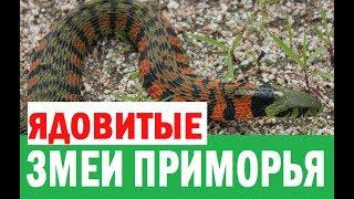 Ядовитые змеи Приморского края / Venomous snakes of Primorye