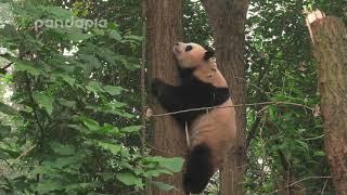 Panda Mao Sun climbs the tree