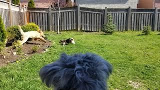 Harper and Bailey running in action and  Cleo is watching from the spectator stand,my lap.