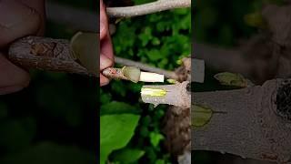 Easy grafting skills ever mulberry plant #T-Graft #satisfying #sidegraft #shortviral