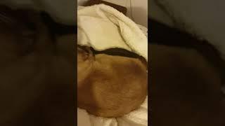 Kediler rüya görürmü? işte cevabı  ....#kediler #çok #tatlı #uyku #kediaşkı #cat