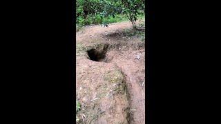 Three Treasures of Cave  Pastoral Dog Dog Rural Dog