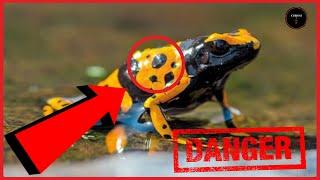 THE MOST POISONOUS ANIMALS ON EARTH