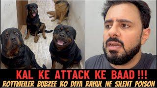 After yesterday's attack, Rahul gave silent poison treatment to Rottweiler Bubzee