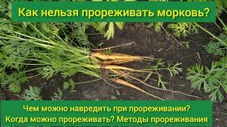 Как нельзя прореживать морковь/ способы проредить морковь/ когда можно прореживать морковь