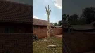 DK tree Felling Boomsloping rabbish removal 0826307717 call or WhatsApp from Pretoria Lynnwood