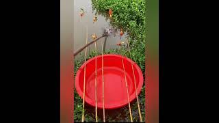 Как наловить кучу раков на заднем дворе в Камбоджи?!  #рыбалка #раки #туризм #поход #relax