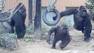 Gorilla⭐️ Momotaro gets angry when he sees Gentaro pushing Genki down.【Momotaro family】