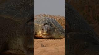 Mother’s Journey, Baby’s First Steps  #oliveridley #tortoise #8k #wildlife #wildlifephotography