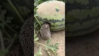 The hedgehog who stole the melon. #animals #warm #funny #cute #healing #shortvideo #shorts