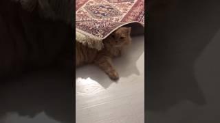 Город засыпает, просыпается Чио. Где мышка? #котовлог #catshorts #котики #animals #humor #kitten