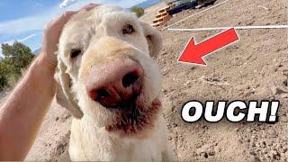 Poor Guy Got STUNG!