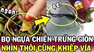 Khoe cảnh ăn món BỌ NGỰA trứng chiên giòn, Cô gái khiến nhiều người SỢ HÃI | Tin Việt Độc Lạ