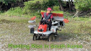 Rice Plantation in South Korea