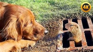 FUNNIEST Pets of 2025...So Far  | BEST Animal Videos