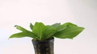 Echinodorus gabrielii - Aquarium Plant for Beginners