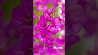 Ixia Red by dutchgrown.co.uk