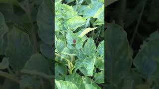 Колорадский жук. Безотказное средство. АВЕРСЕКТИН С. #farming #садоводничество #огород #дача #сад