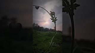 #you  u r the shadow of my light️️️