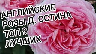 АНГЛИЙСКИЕ РОЗЫ Д. ОСТИНА.    ТОП 9 ЛУЧШИХ СОРТОВ. ч.2