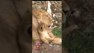 Lion cub and lioness ️ #animals #reaction #cutecub #lioncubs #lioness #nature #viralshorts