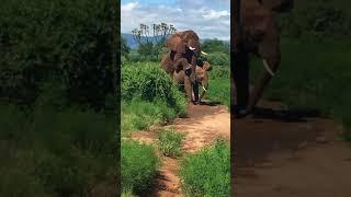 Archimedes mating with a young female