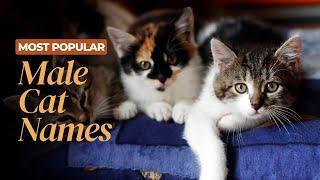 Most Popular Male Cat Names | Jungle Flicks