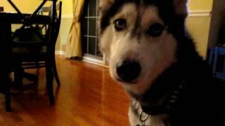 Mishka the Husky says "Obama"! - Dog Talking