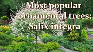 How I'm Planting and Growing Ornamental Trees in my Garden: Salix integra Hakuro-Nishiki