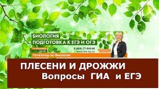 Плесени и Дрожжи. Теория.Подготовка к ЕГЭ и ОГЭ по биологии