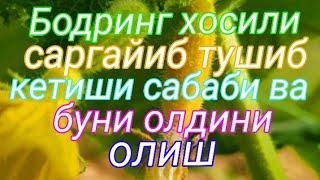 Бодринг хосили саргайиб тушиб кетиши сабаблари ва уни олдини олиш чора тадбирлари