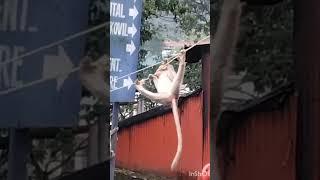 monkey trap
