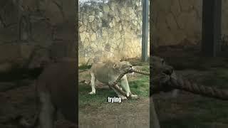 Bodybuilders vs Lion