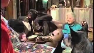 Teaching Chimps Lanuguage.flv