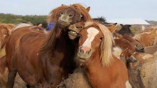 Best funniest horses of the week - Funny And Cute horses Video Compilation 2024 #24