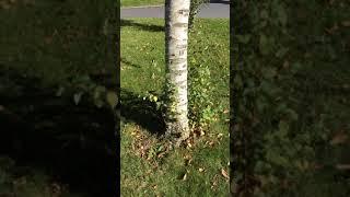 Downy Birch (Betula pubescens) - trunk - October 2017