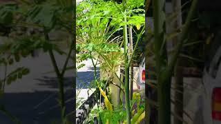 MORINGA | MALUNGGAY #Shorts