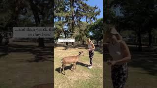 Bowing deer in Nara, Japan  #narajapan #traveljapan #japantravel #japanvlog #japantrip #japanlife