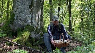 Ця Дорога не Відпускає!!! Ходив-Ходив Три Місця ЗНАЙШОВ КОРЗИНА ПОВНА БІЛИХ ГРИБІВ..ОСІНІ ГРИБИ 2024