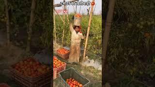 Tomato  farming in intercroping farming #tomato #shaho #shorts #agriculture @mittikitakat MKT