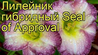 Лилейник гибридный Сил оф Эпрувел. Краткий обзор, описание hemerocallis Seal of Approval