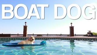 boat dog