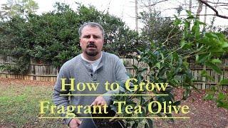 How to grow Fragrant Tea Olive - Osmanthus Fragrans -  Guìhuā