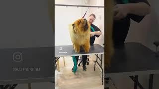 Плюшевый мишка #shorts  #grooming #dog #стрижкасобак