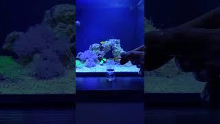 No3 test marine aquarium #aquarium #marineaquarium #hobby #fishtank