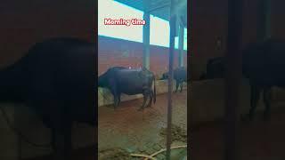 Good morning #dairyfarm #animals #shortvideo