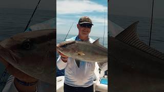 Just under legal amber jack #release #amberjack #deepseafishing #deepsea #florida #fishing #fish
