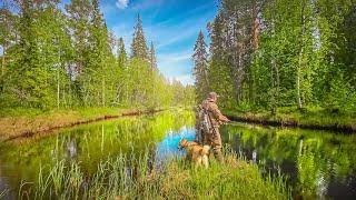 РЫБАЛКА НА ТАЁЖНОЙ РЕКЕ. ТРОФЕЙ С ПЕРВОГО ЗАБРОСА. ДИКАЯ РЕКА ПОЛНАЯ КРУПНОЙ РЫБЫ. ЛОВИМ ОКУНЯ.