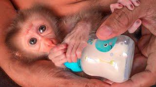 This Baby Monkey Drinks From a Bottle Like a Human Baby!