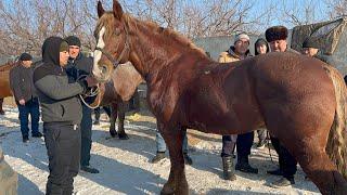 Shahidon ot bozori bugungi narhlar bilan tanishing 17.12.2024yil